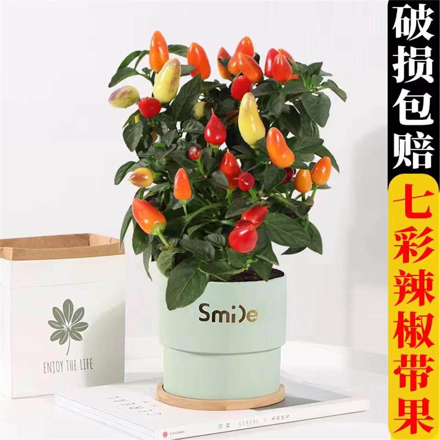 七彩辣椒盆栽树苗带果可食