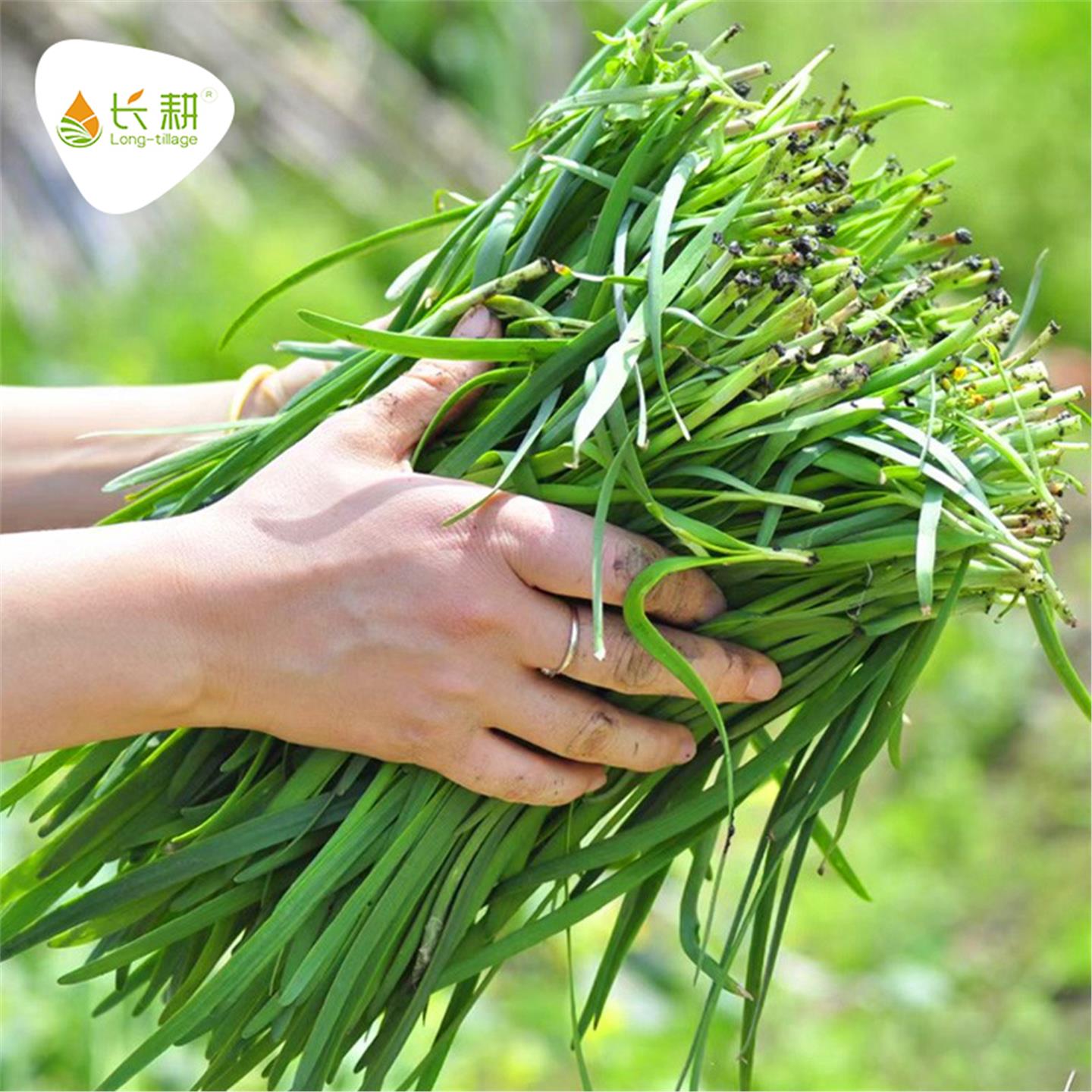 山东韭菜根苗农家老品种小