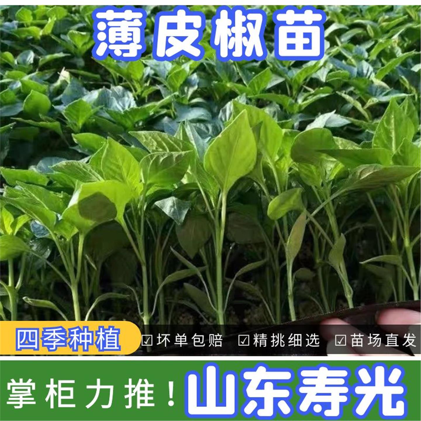薄皮泡椒辣苗番茄圣女果盆