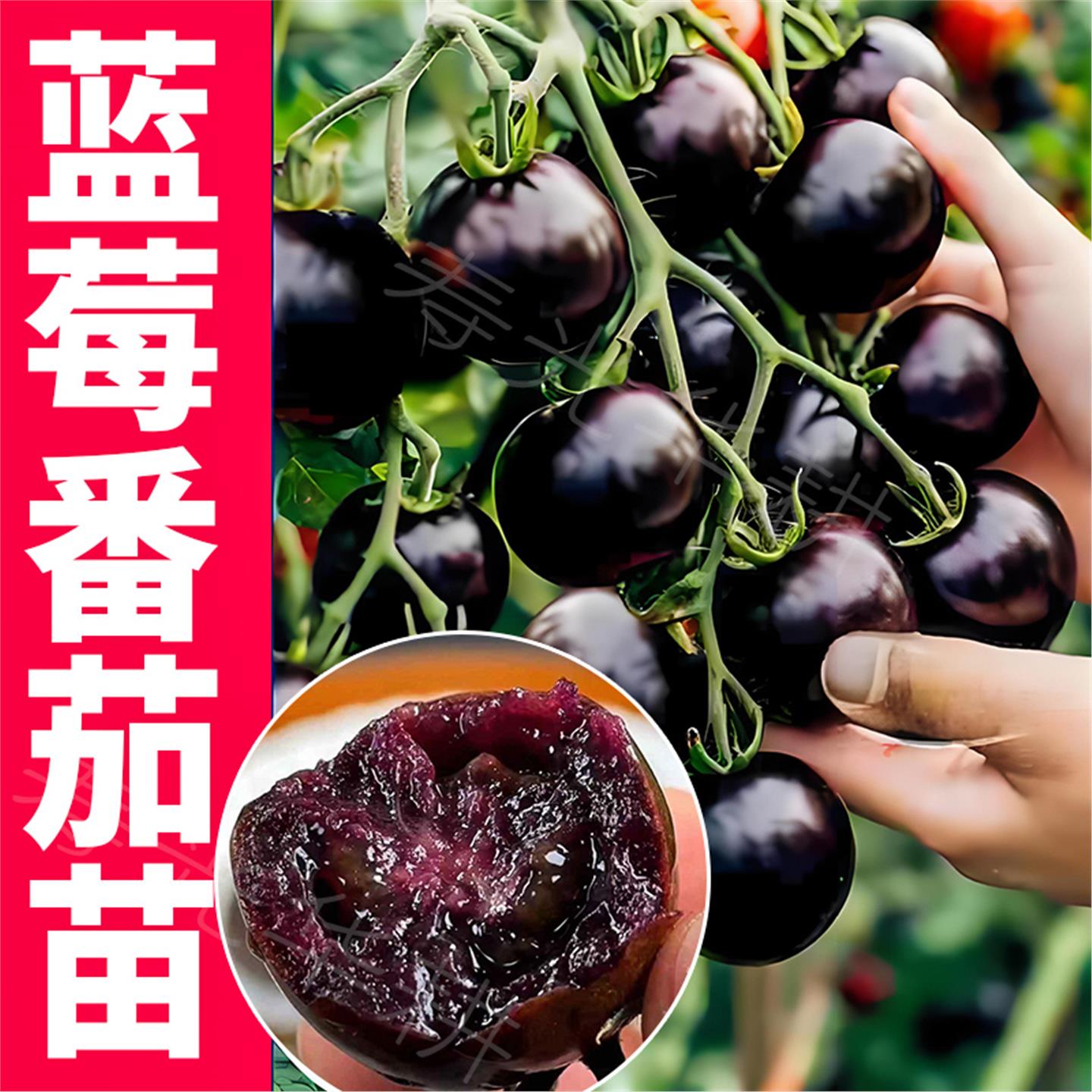 【新品】蓝莓小番茄苗黑西