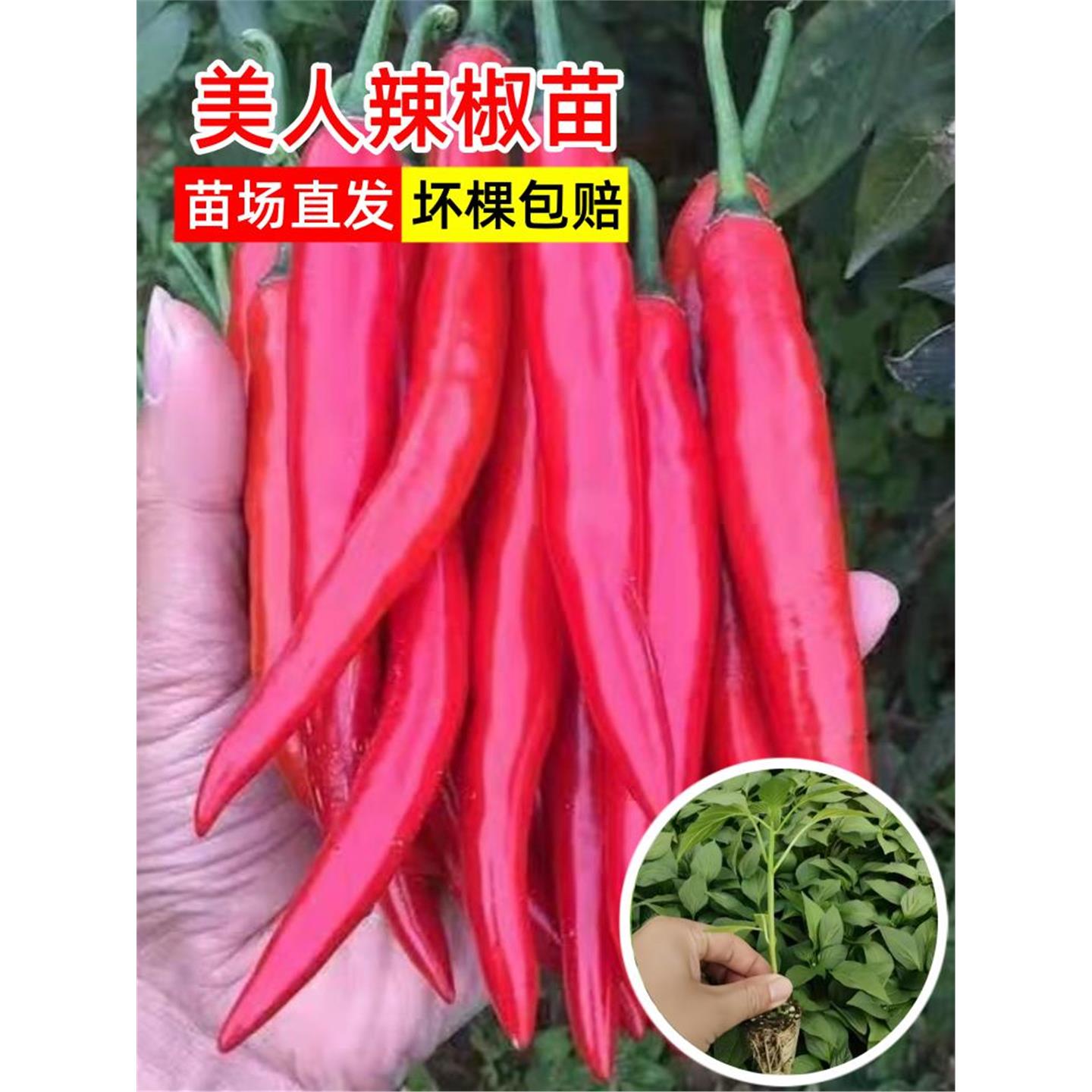 香辣美人椒苗秧湖南红四季