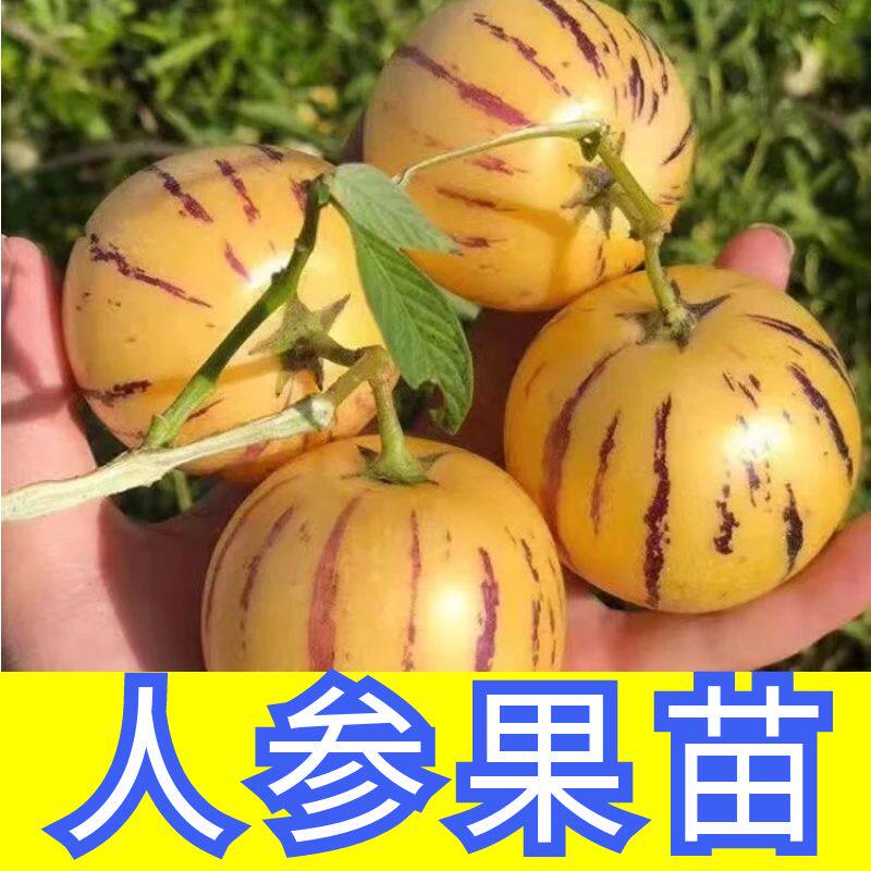 云南石林人参果树苗盆栽四季黄心圆果人参树果苗人参果苗带花带果