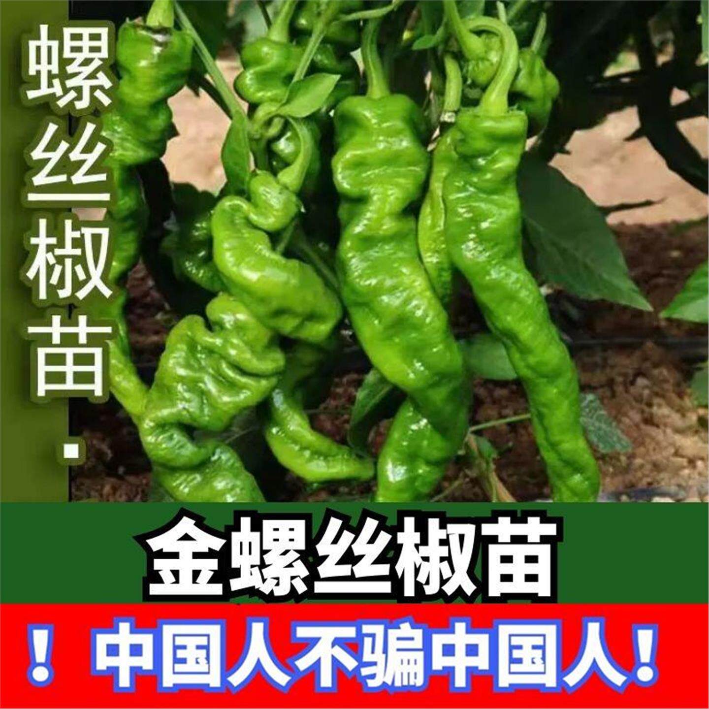 螺丝椒苗子辣秧皮薄香甜抗