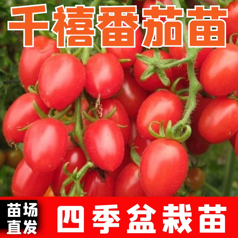 四季高产正宗苗盆栽阳台