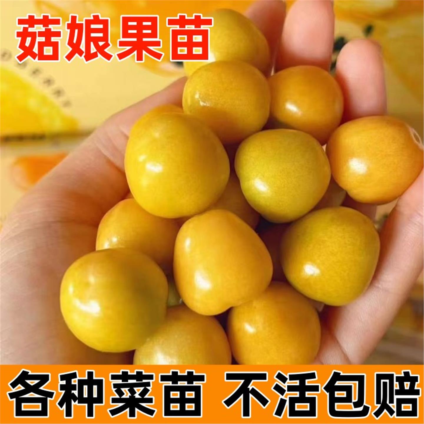菇娘果苗秧盆栽黄圣女灯笼