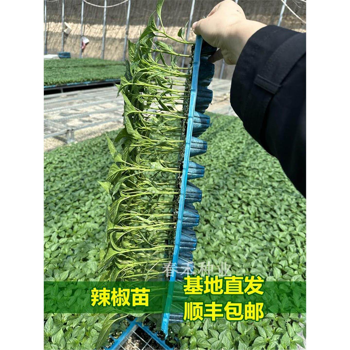 寿光种苗基地辣椒螺丝线