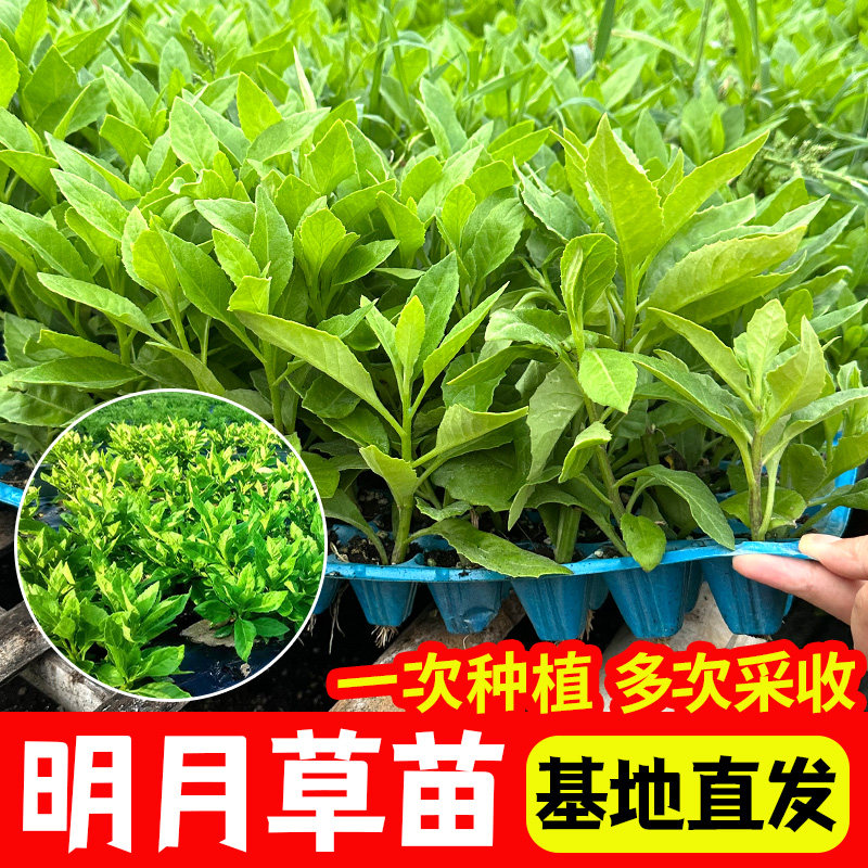 明月草苗盆栽白背菜神仙蔬