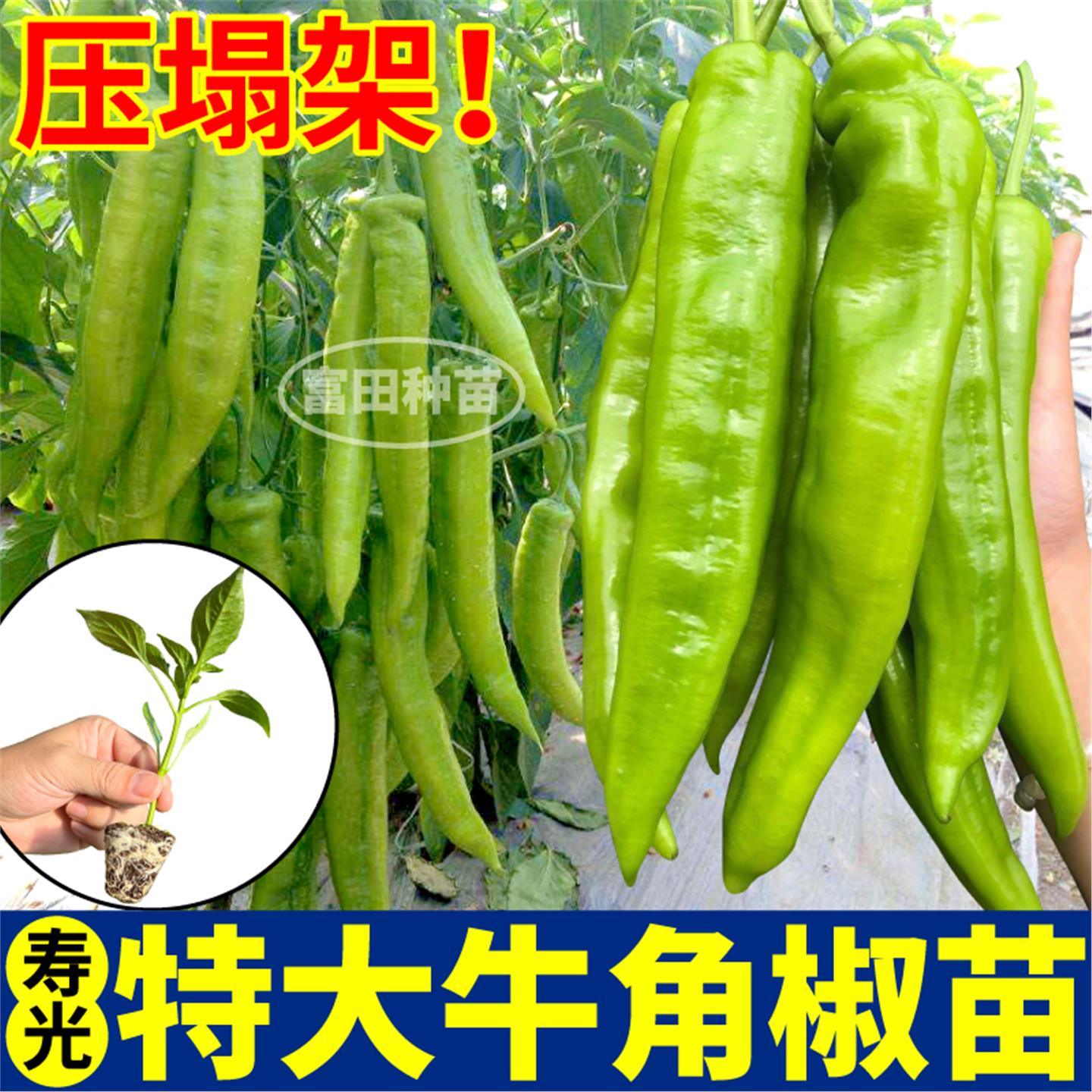 寿光特大牛角椒辣苗秧四季