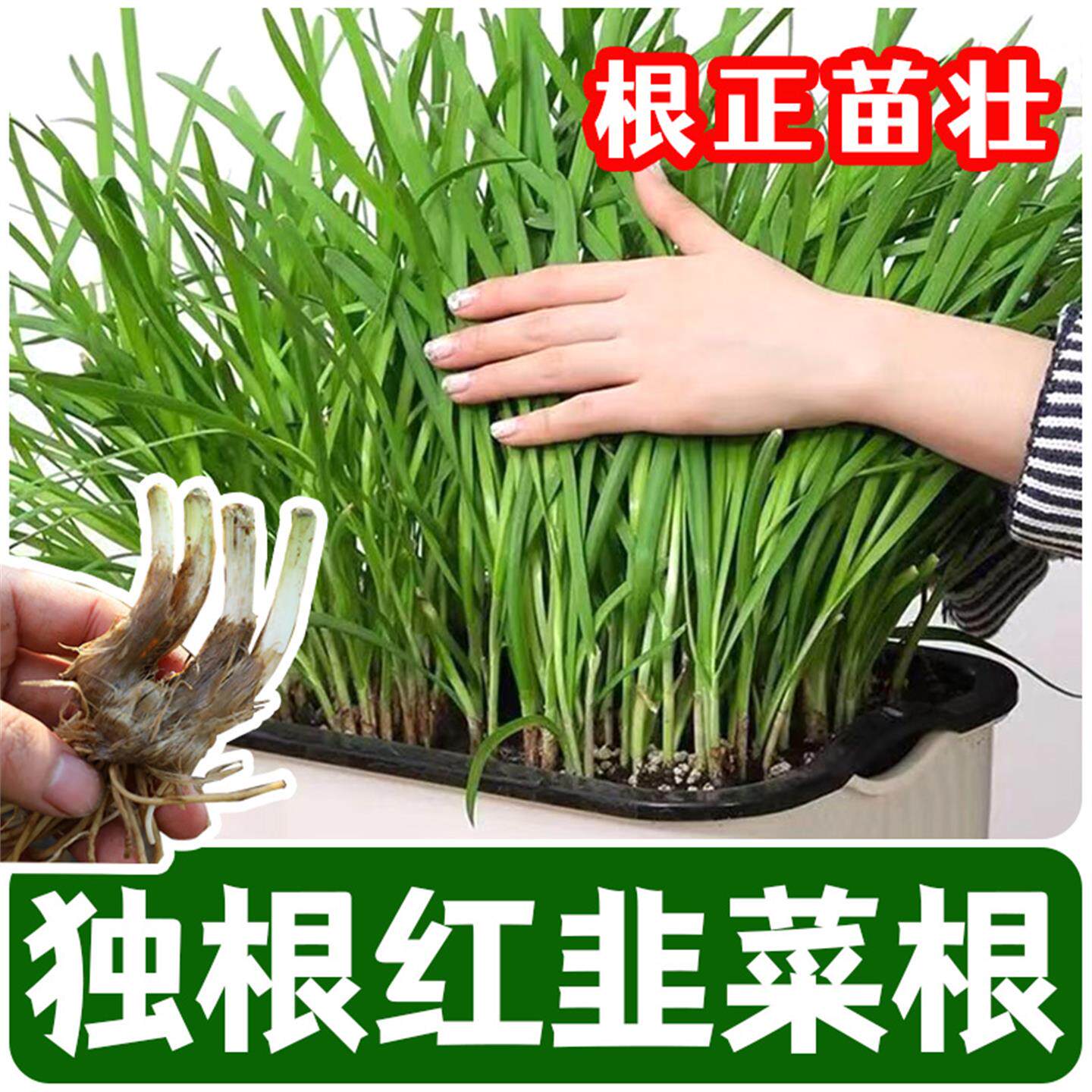 韭菜根苗现挖紫四季宽叶种