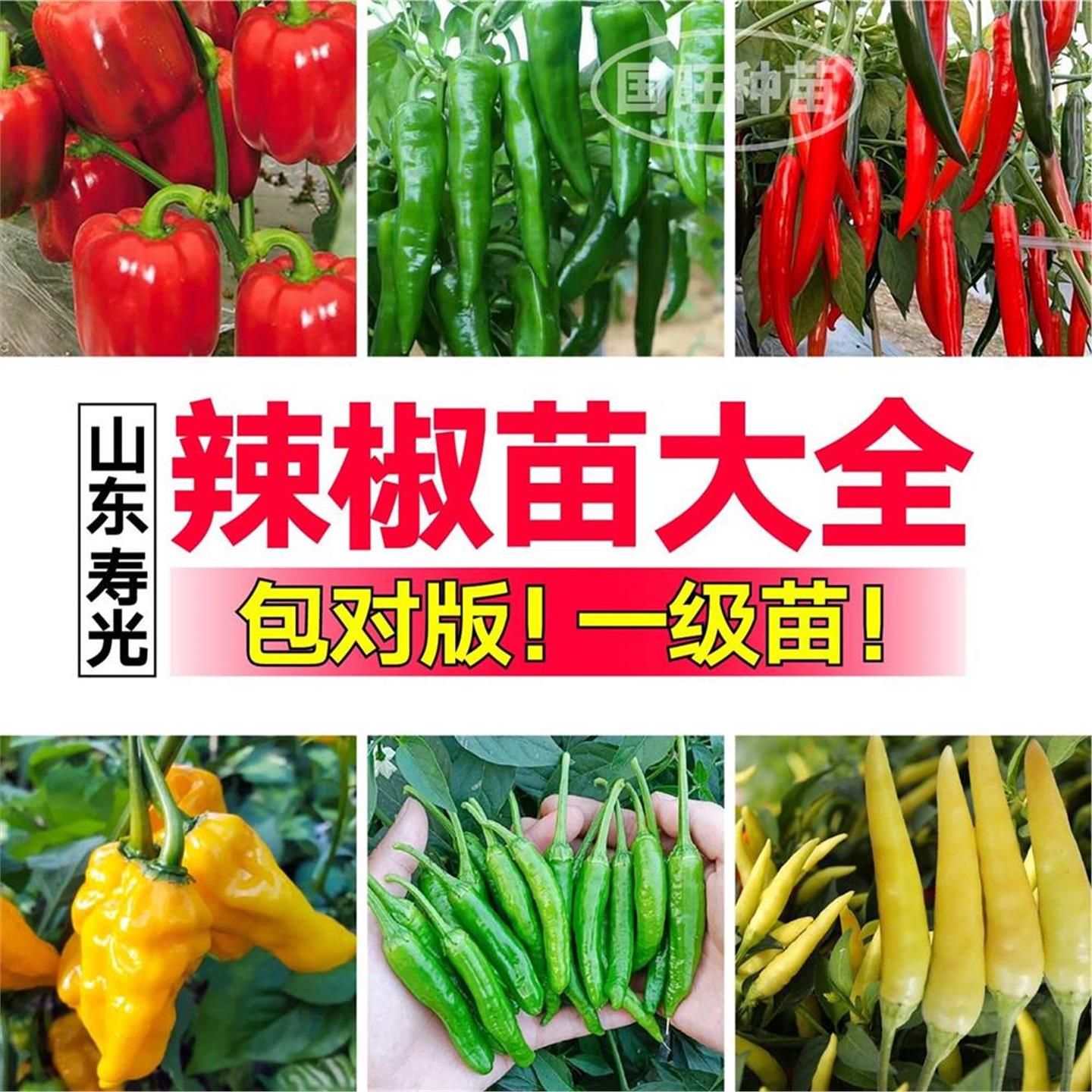 寿光辣椒大全苗秧各种樟树