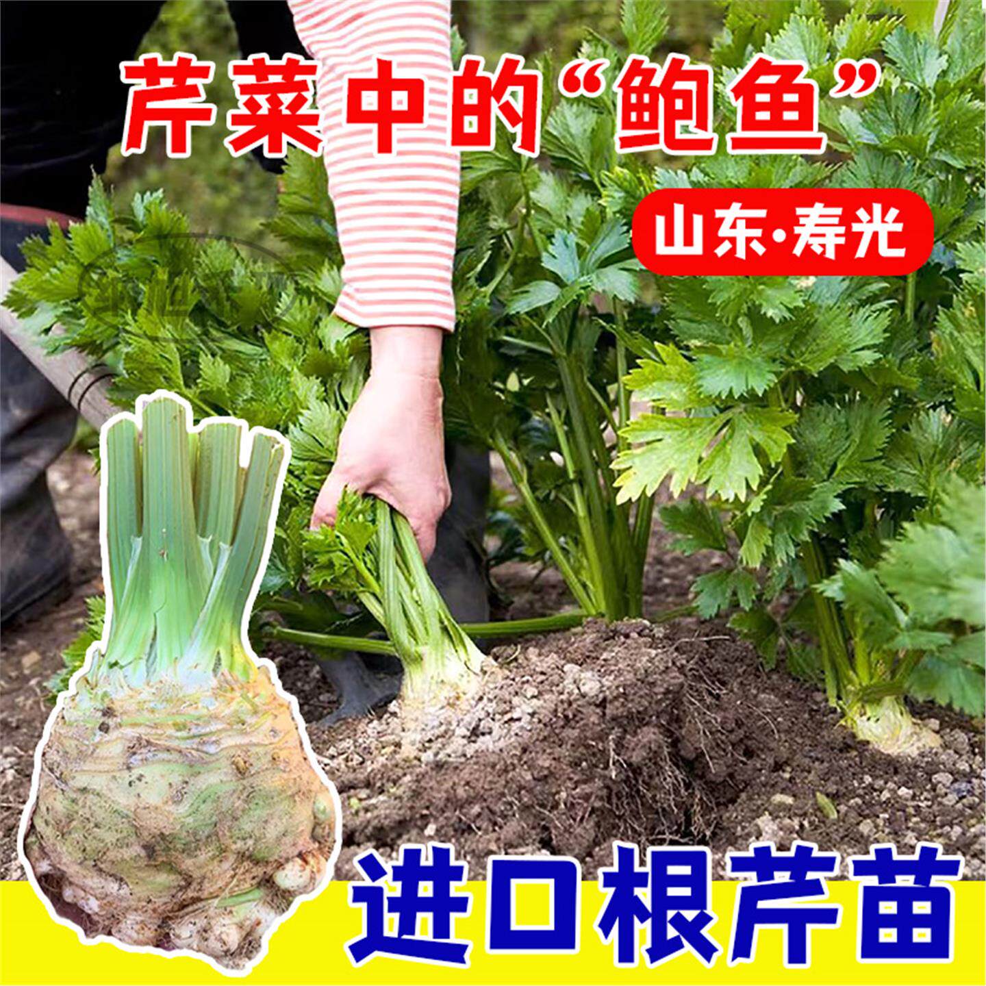 秧苗南方菜种子四季秋地中