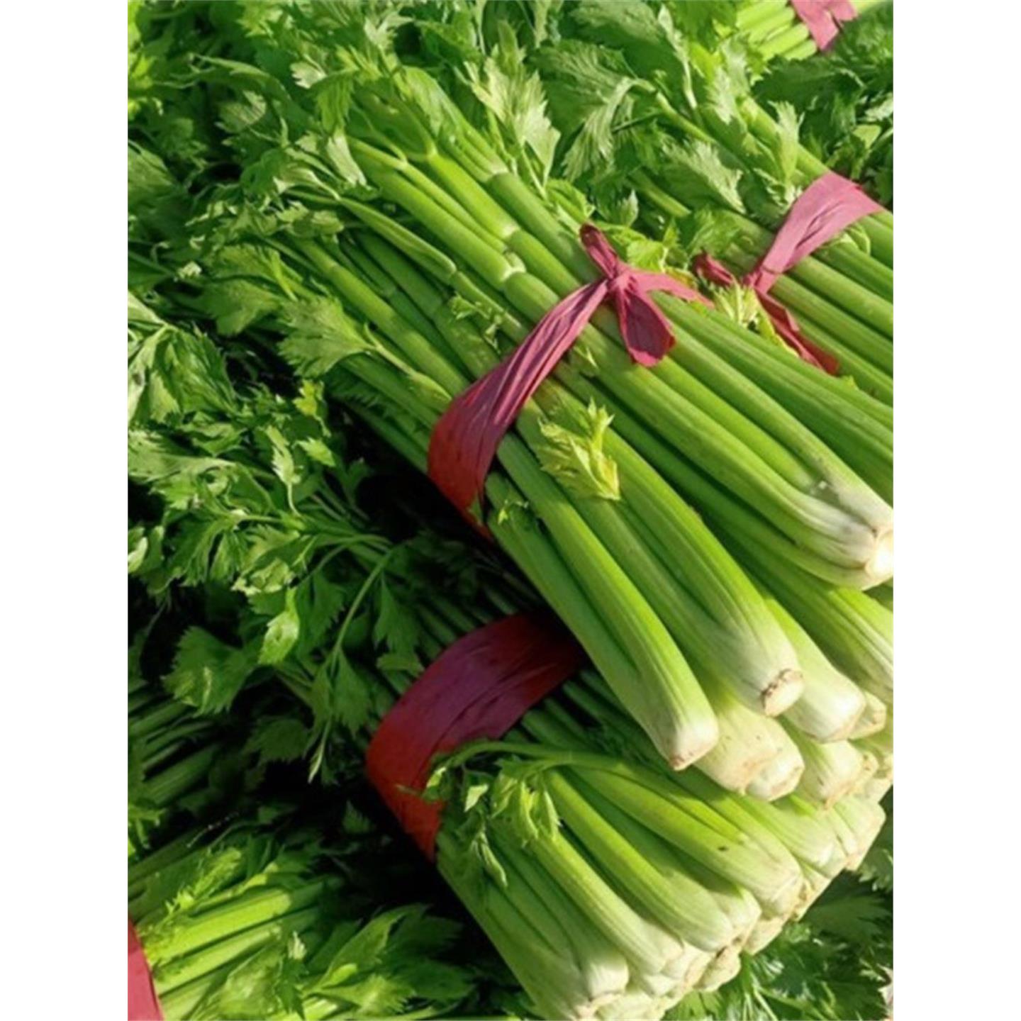 芹菜苗种子根新鲜秧高产百