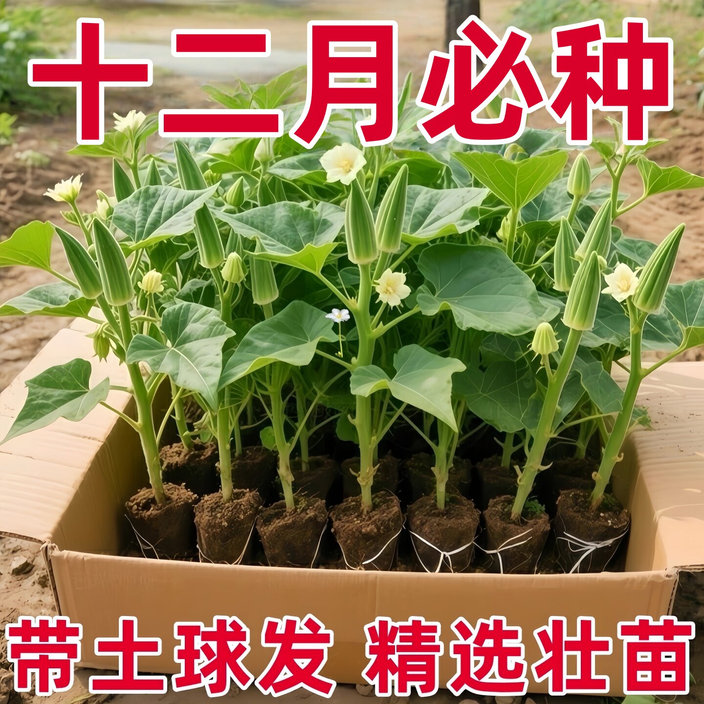 水果秋葵苗大带土老品种各