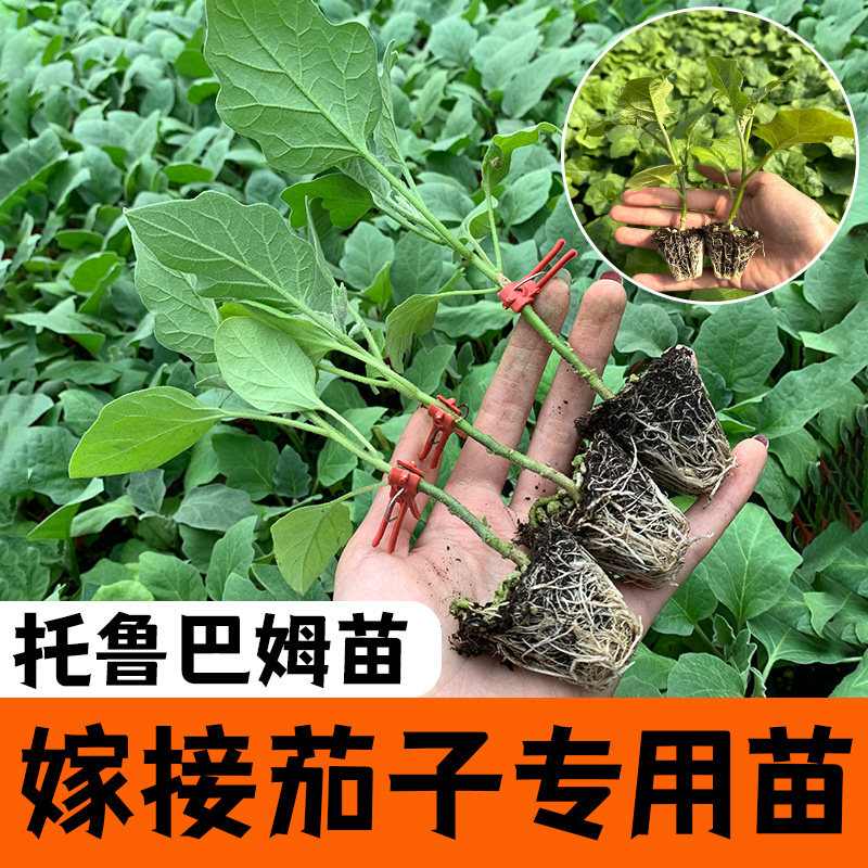 茄子嫁接专用砧木种苗籽托