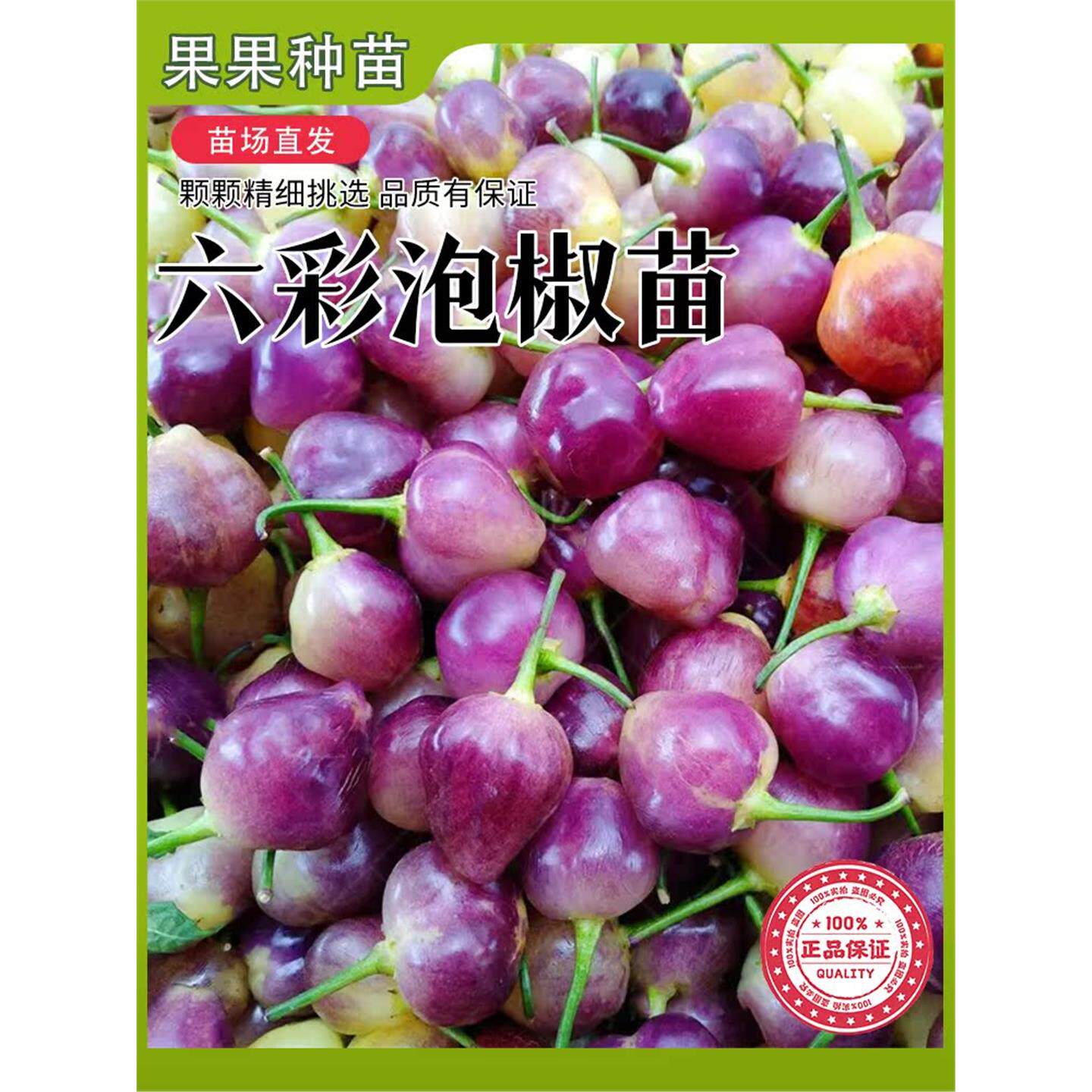 六彩泡椒辣秧苗观赏七盆栽