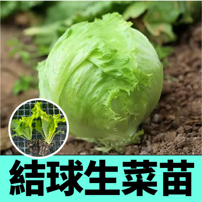 结球生菜苗秧带土脆嫩好吃
