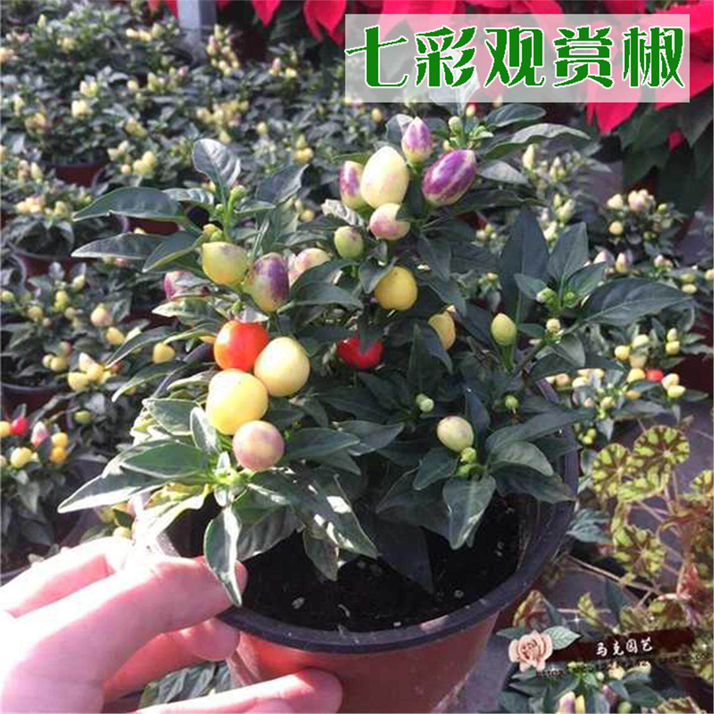 六彩泡椒种籽秧苗七五辣子