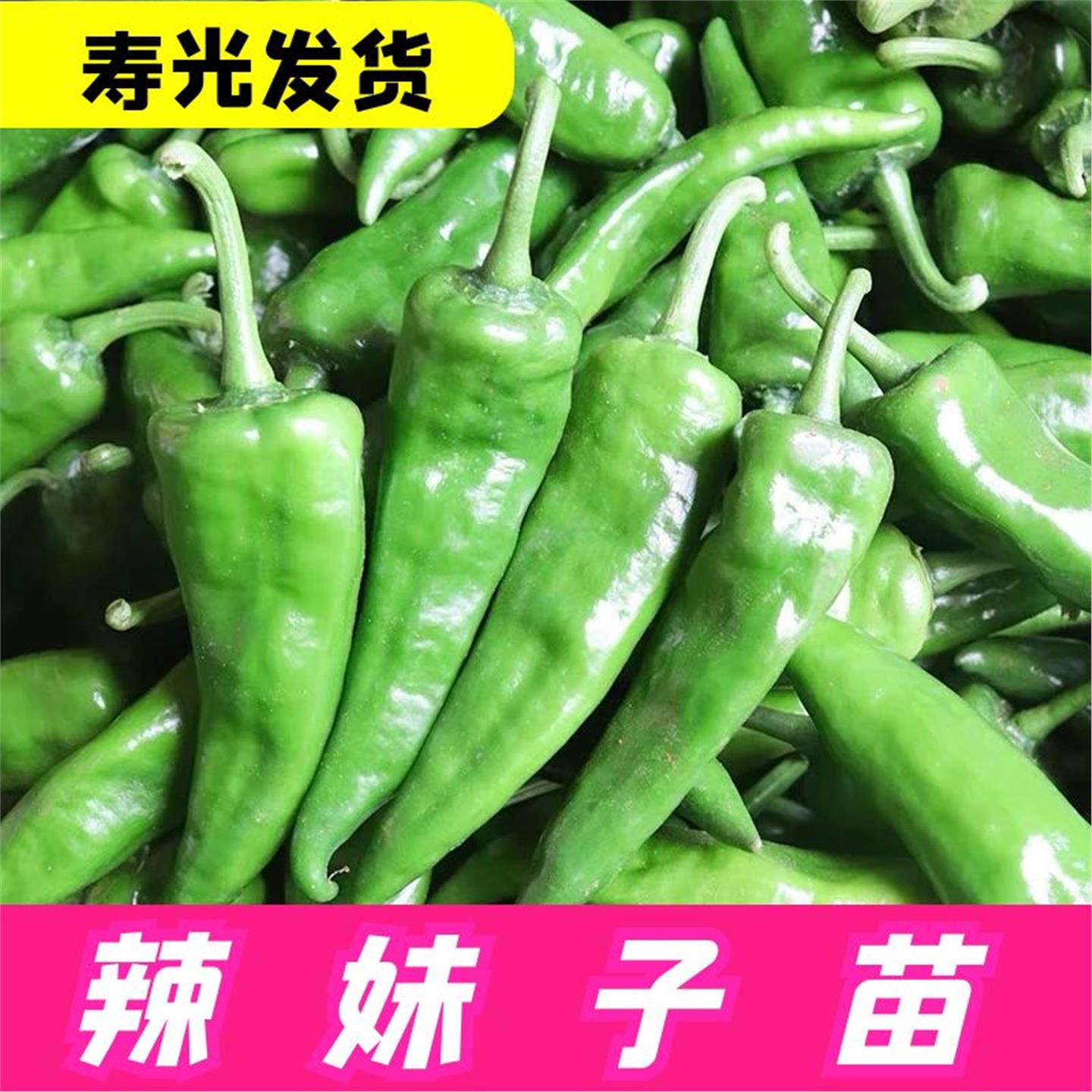 东北辣妹子椒种籽超高产美