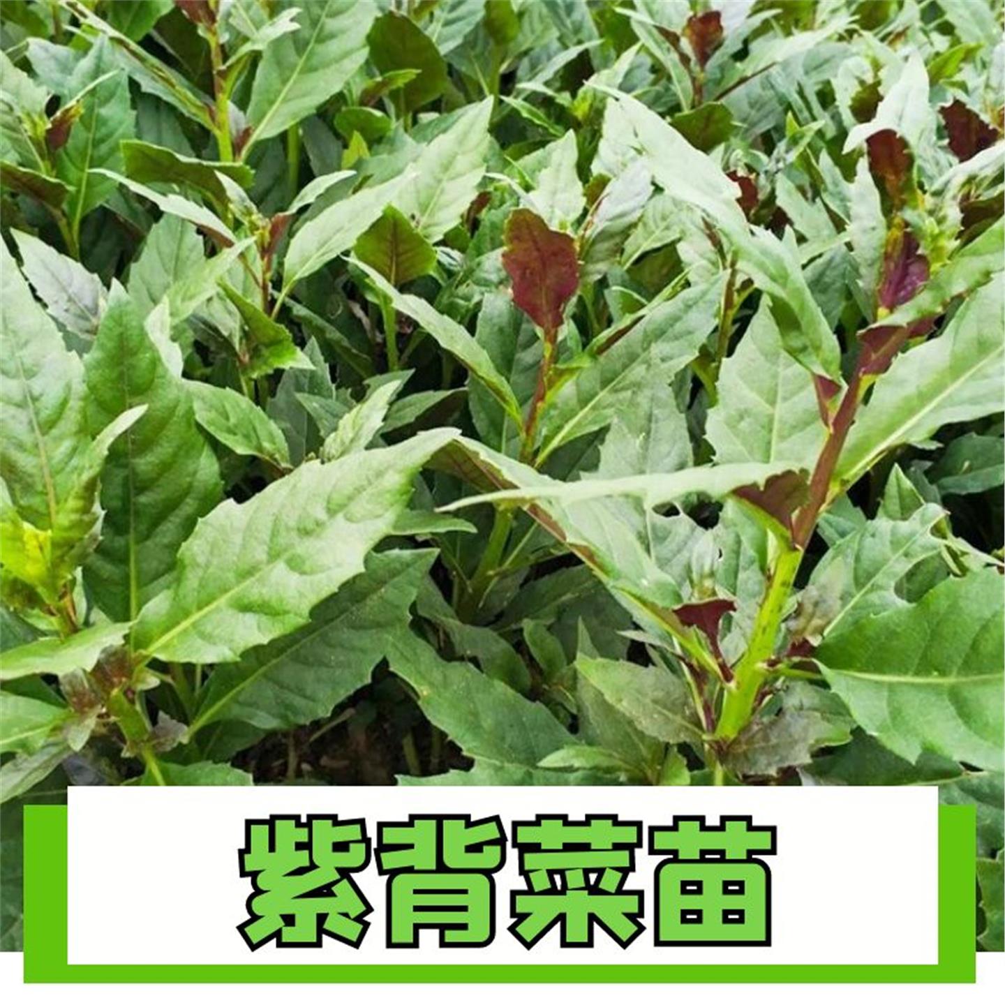 菜紫背天葵苗秧带土球野生