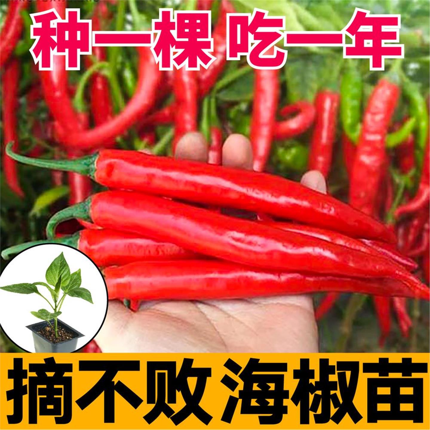 山东寿光高产海椒苗秧美人