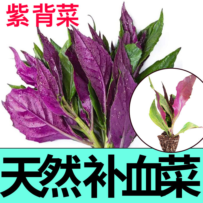 天然菜紫背葵苗秧穴盘盆栽