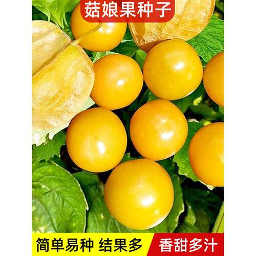 菇娘果种子孑洋姑苗水甜籽