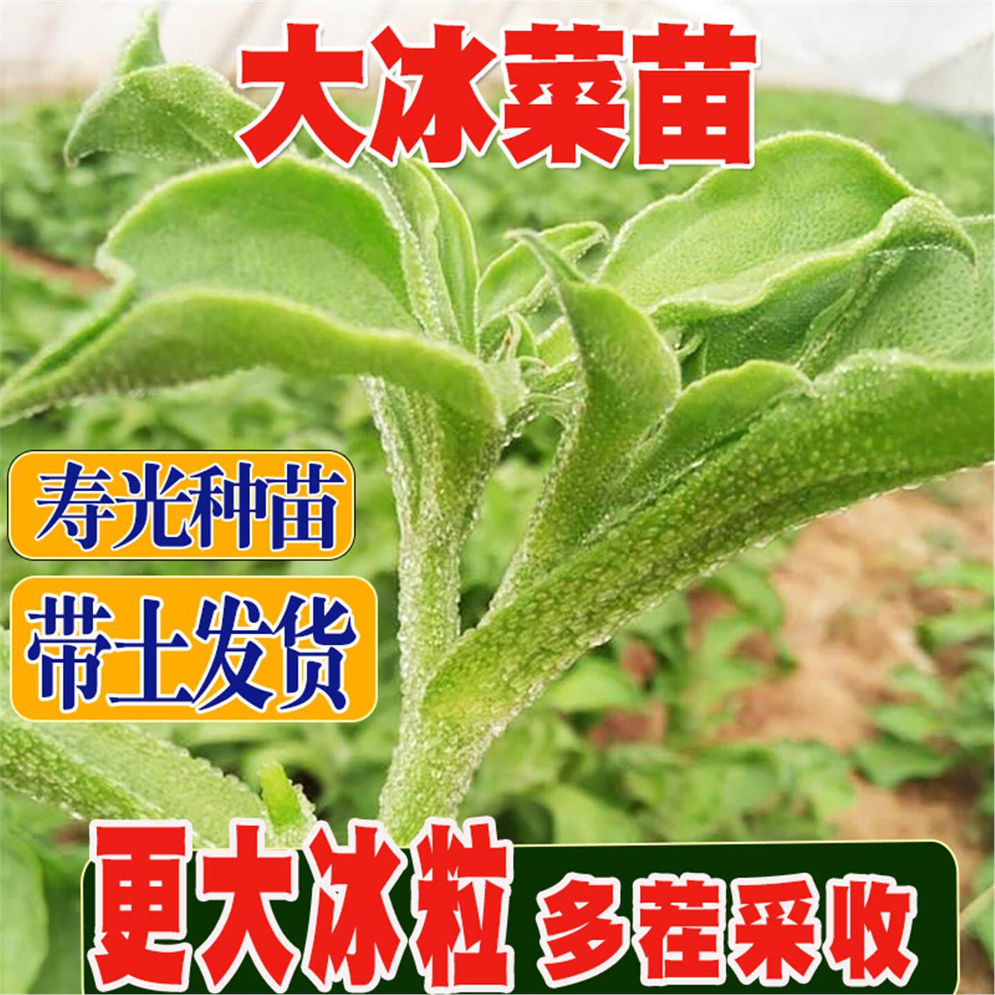 基地直发寿光大叶冰菜苗秧