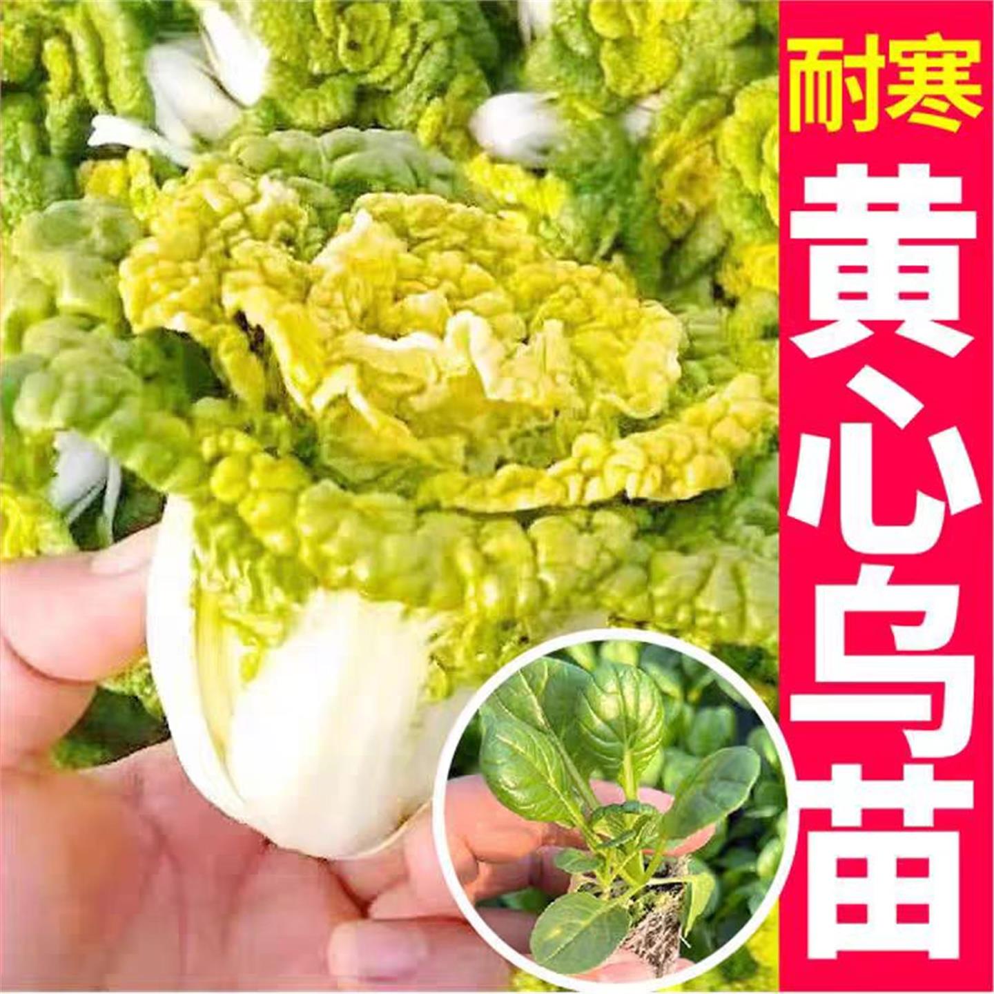 奶油黄心乌秧苗塌菜秋冬耐