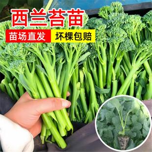 耐寒西兰苔苗秧苗西蓝花苗四季阳台盆栽蔬菜苗西兰苔种苗西兰花苗