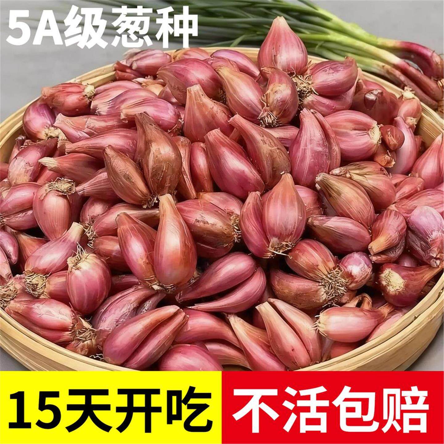 四季小香葱种头家庭阳台盆