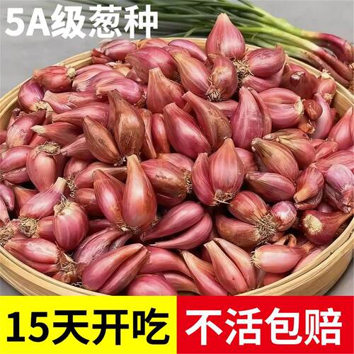 四季小香葱种头家庭阳台盆