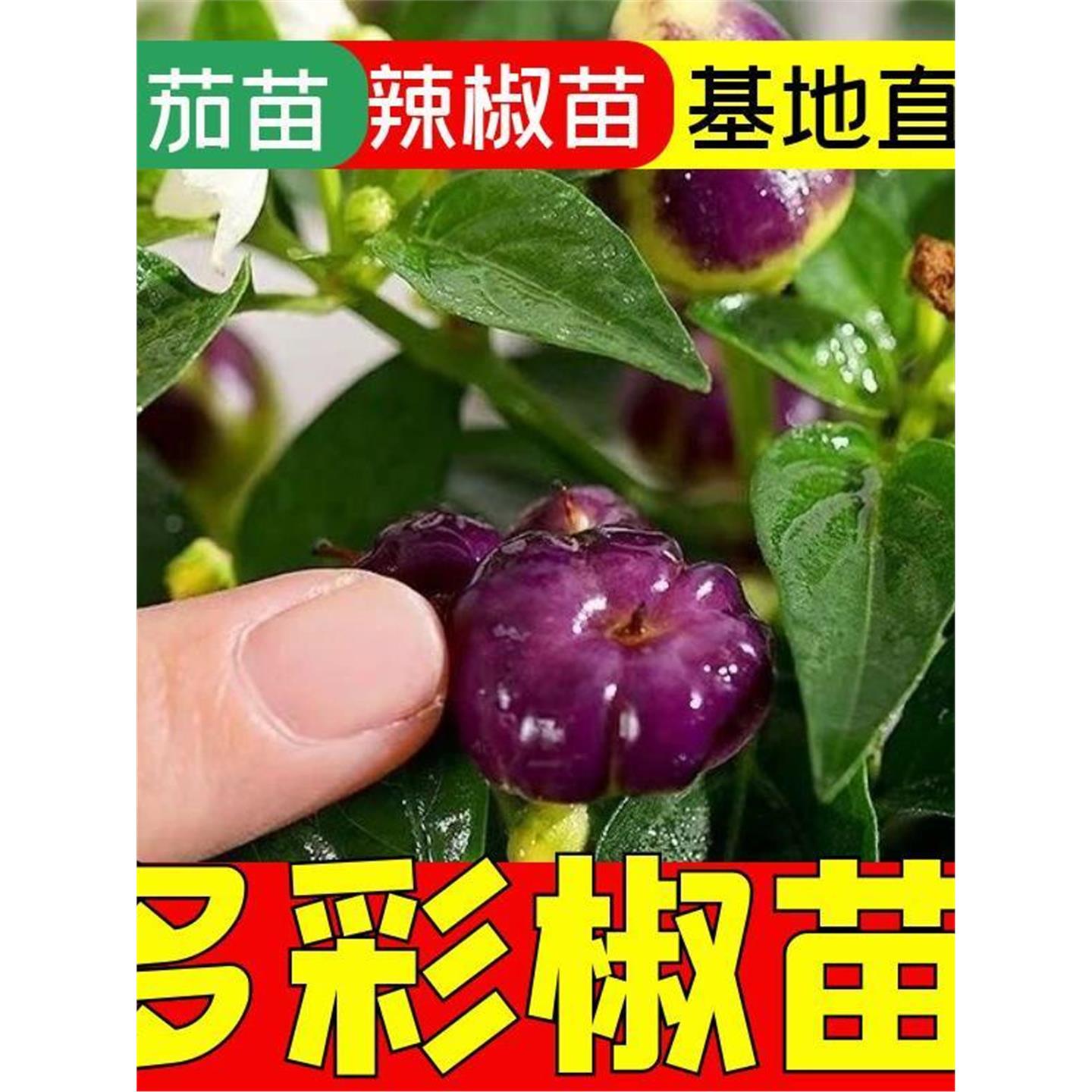 多彩迷你椒观赏七五辣蔬菜