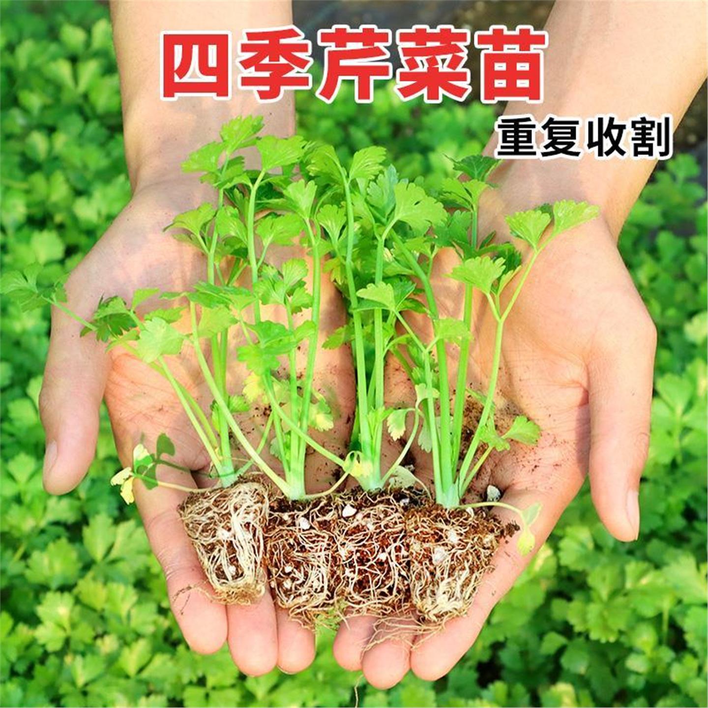 四季小香芹菜苗秧大水果实