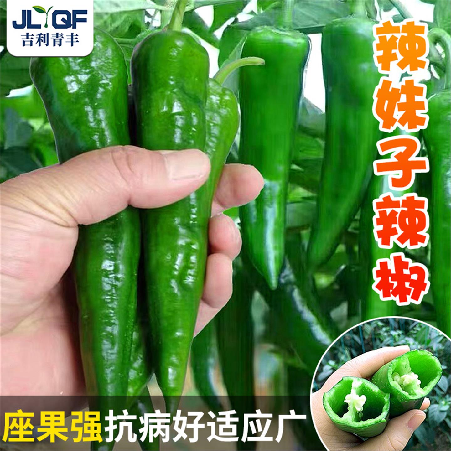 东北辣妹子椒种籽超高产美