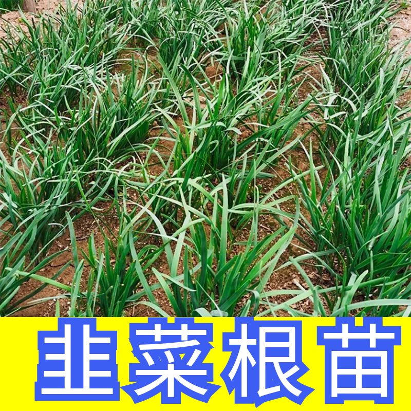 韭菜根苗紫根红根带土蔬菜宽叶大叶独根红韭菜根苗籽子苗子盆栽苗-封面