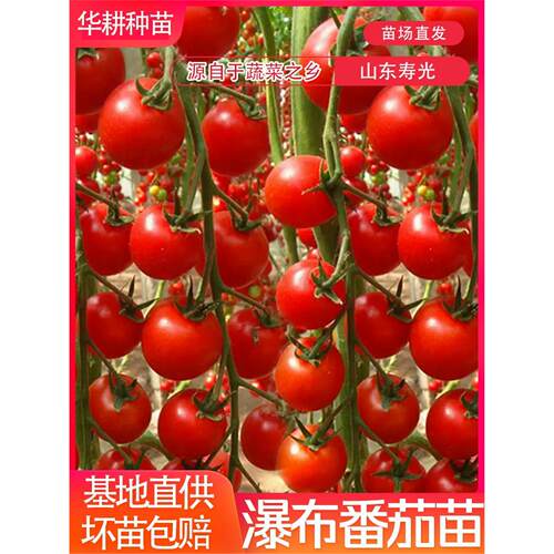 珍珠瀑布番茄苗种子千禧贝