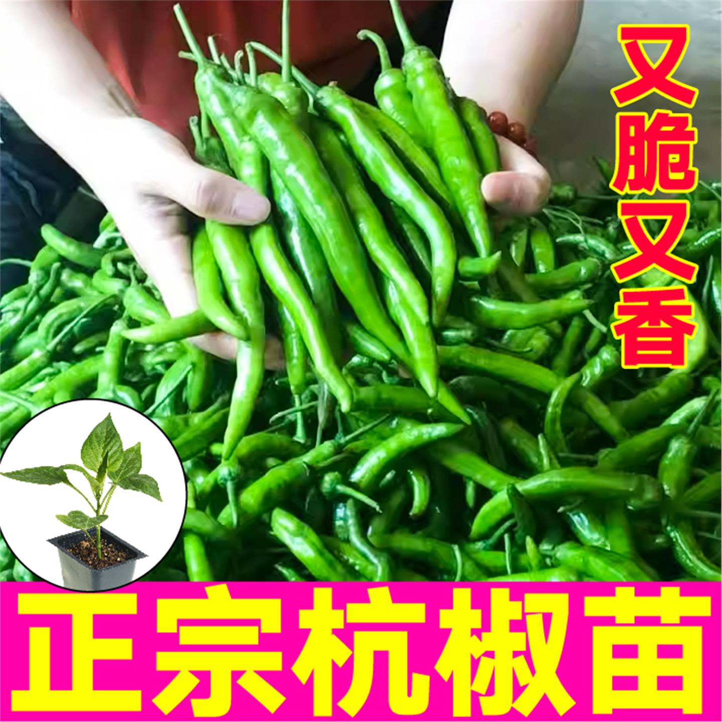 寿光正宗杭椒苗秧香辣脆嫩