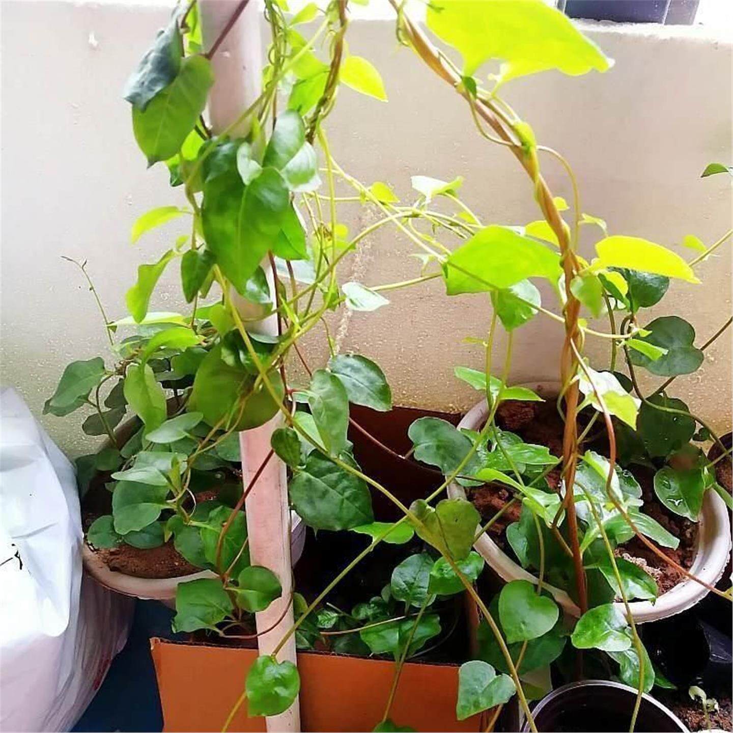 藤三七植物苗盆栽食用药用田七种苗种子根茎庭院阳台爬藤绿植