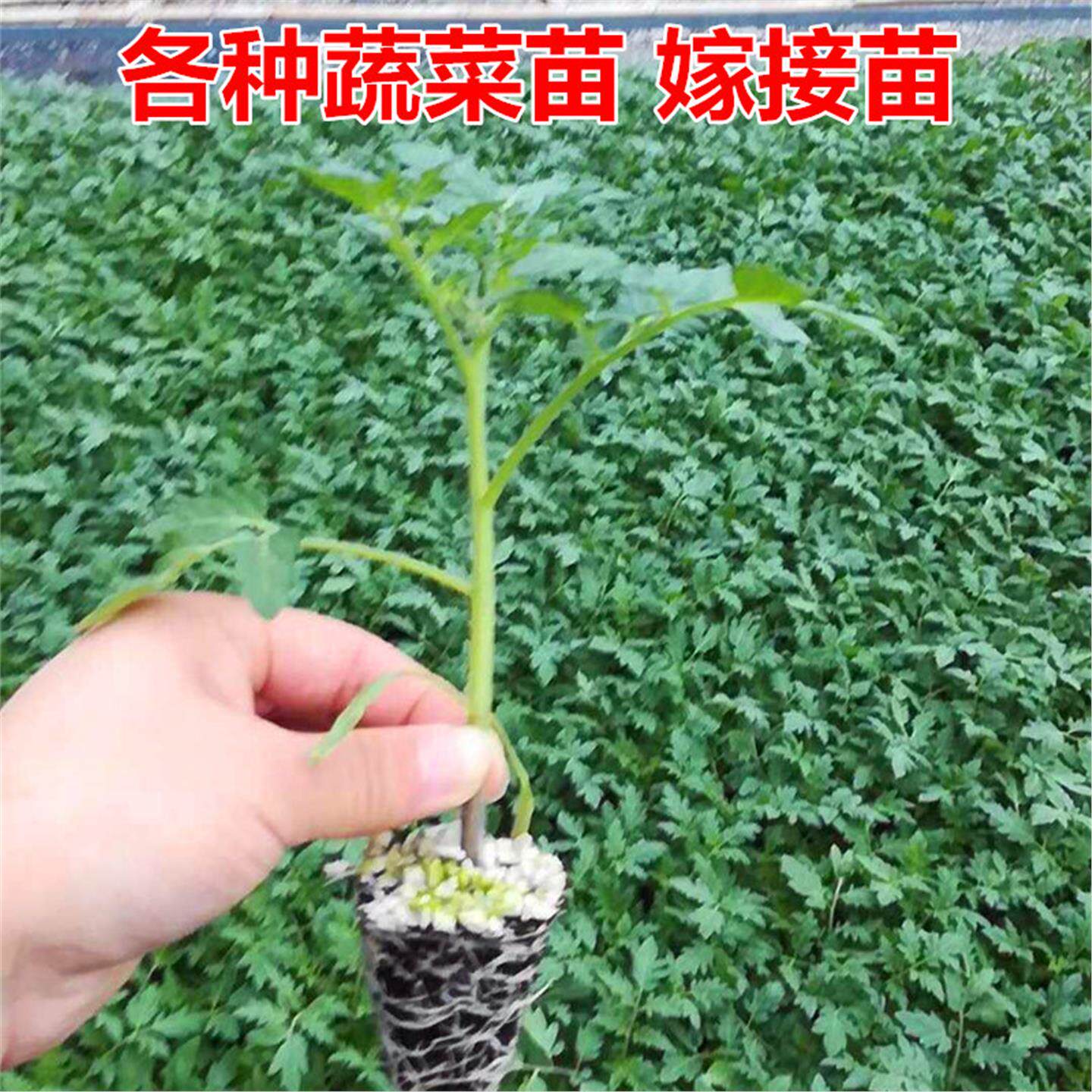 番茄苗辣椒嫁接子黄瓜苦甘