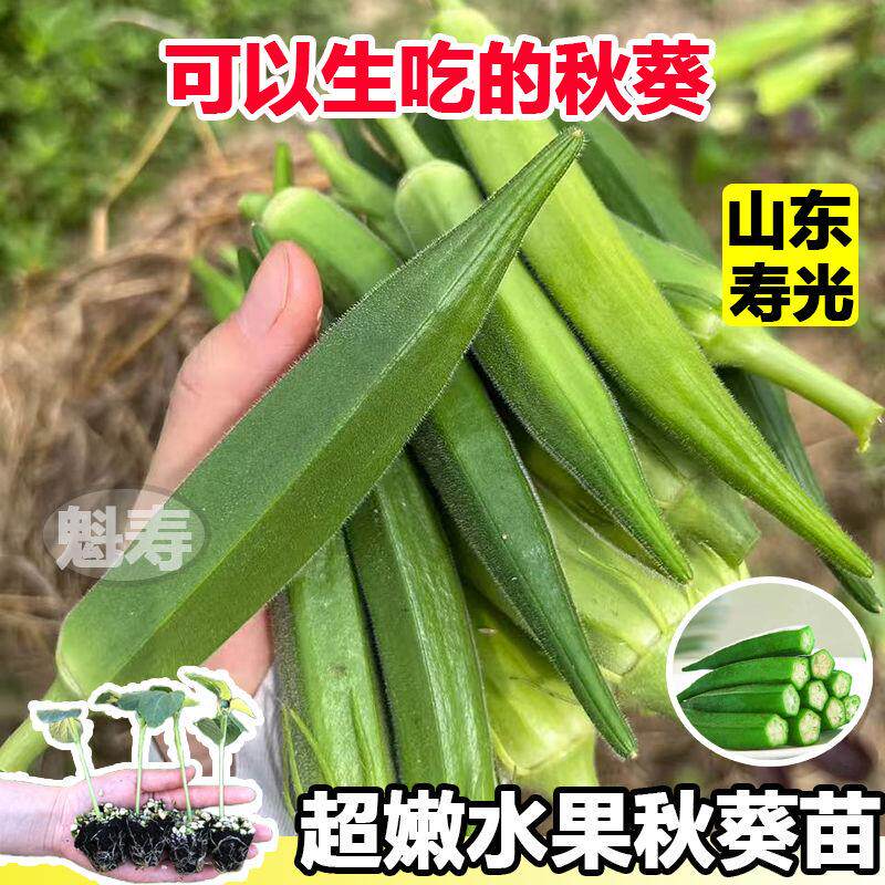 水果秋葵苗大种子秧菜阳台