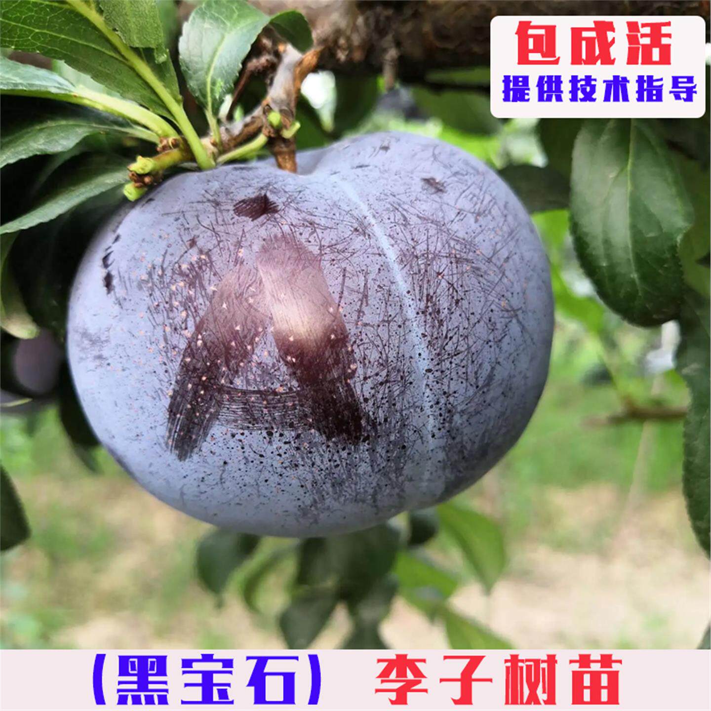 黑宝石李子树苗嫁接美国琥珀黑李果树苗南方北方庭院盆栽地栽果苗