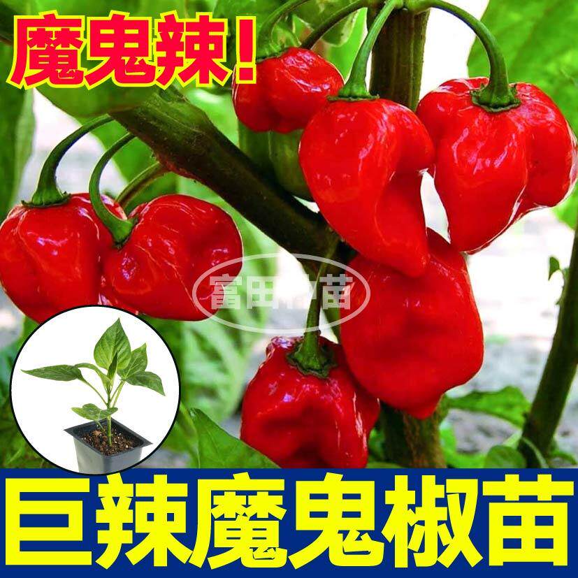 巨辣印度魔鬼椒苗秧带土球