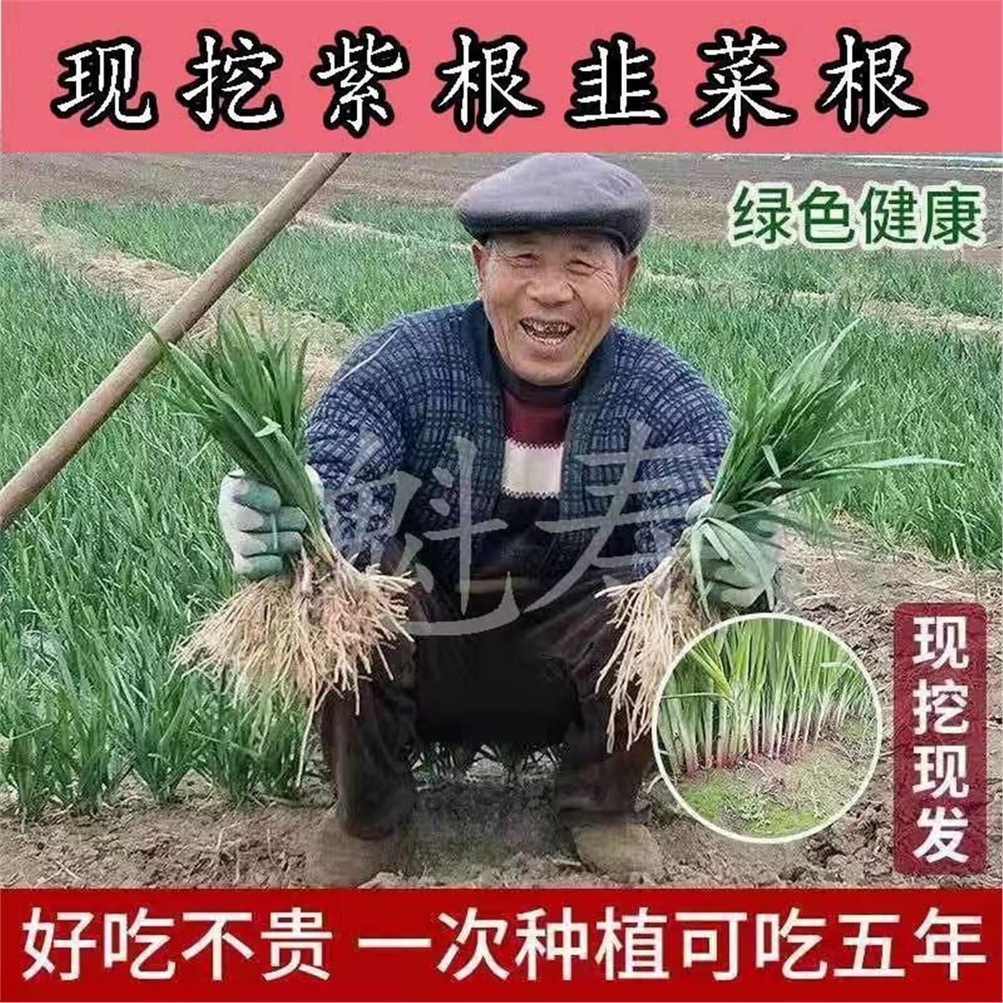 新韭菜根现挖紫红苗种子籽