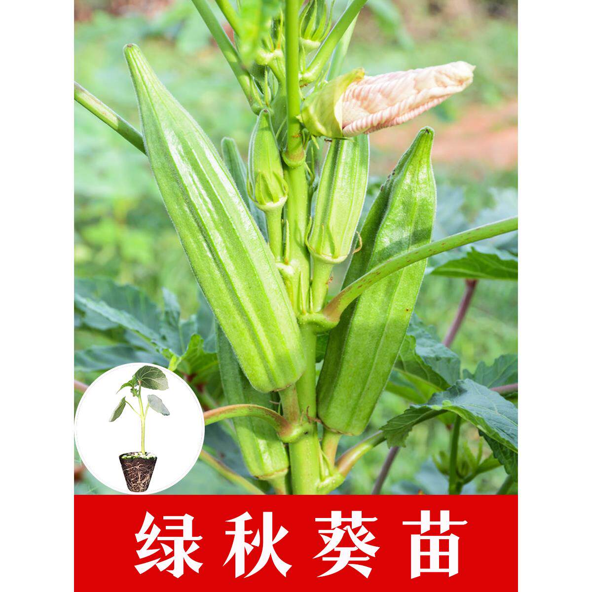 新鲜绿秋葵秧苗四季春红黄