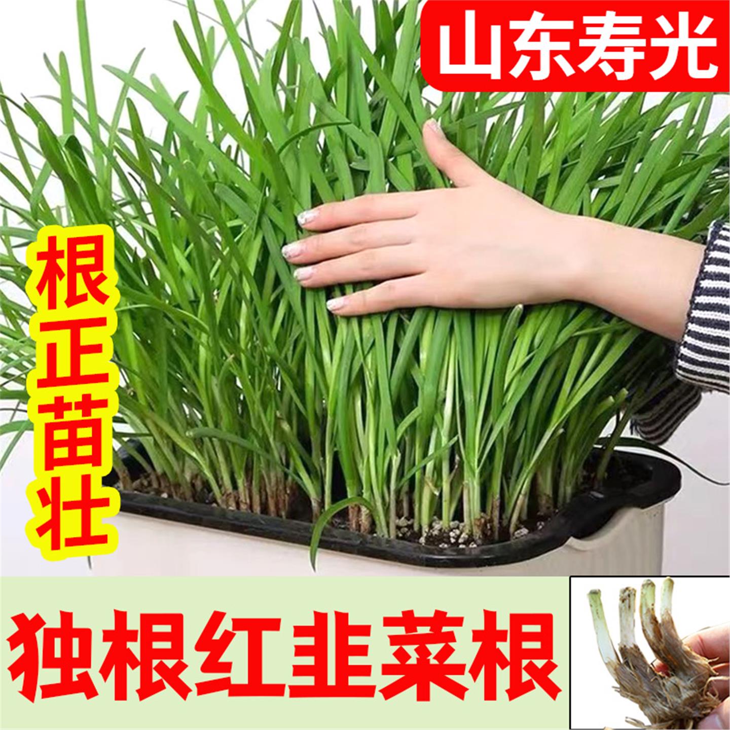 寿光红根韭菜现挖发宽叶独