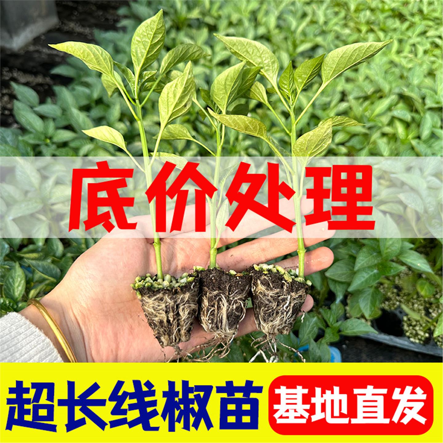 香辣线椒苗子秧苗子秧四季食用椒秧苗盆栽蔬菜辣椒种苗孑子秧苗