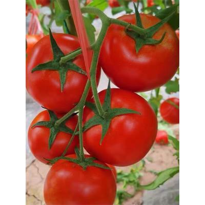 大红番茄苗老品种西柿秧粉