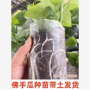 佛手瓜种瓜多年生高产蔬菜种苗种子带根带芽袋苗发货容易成活