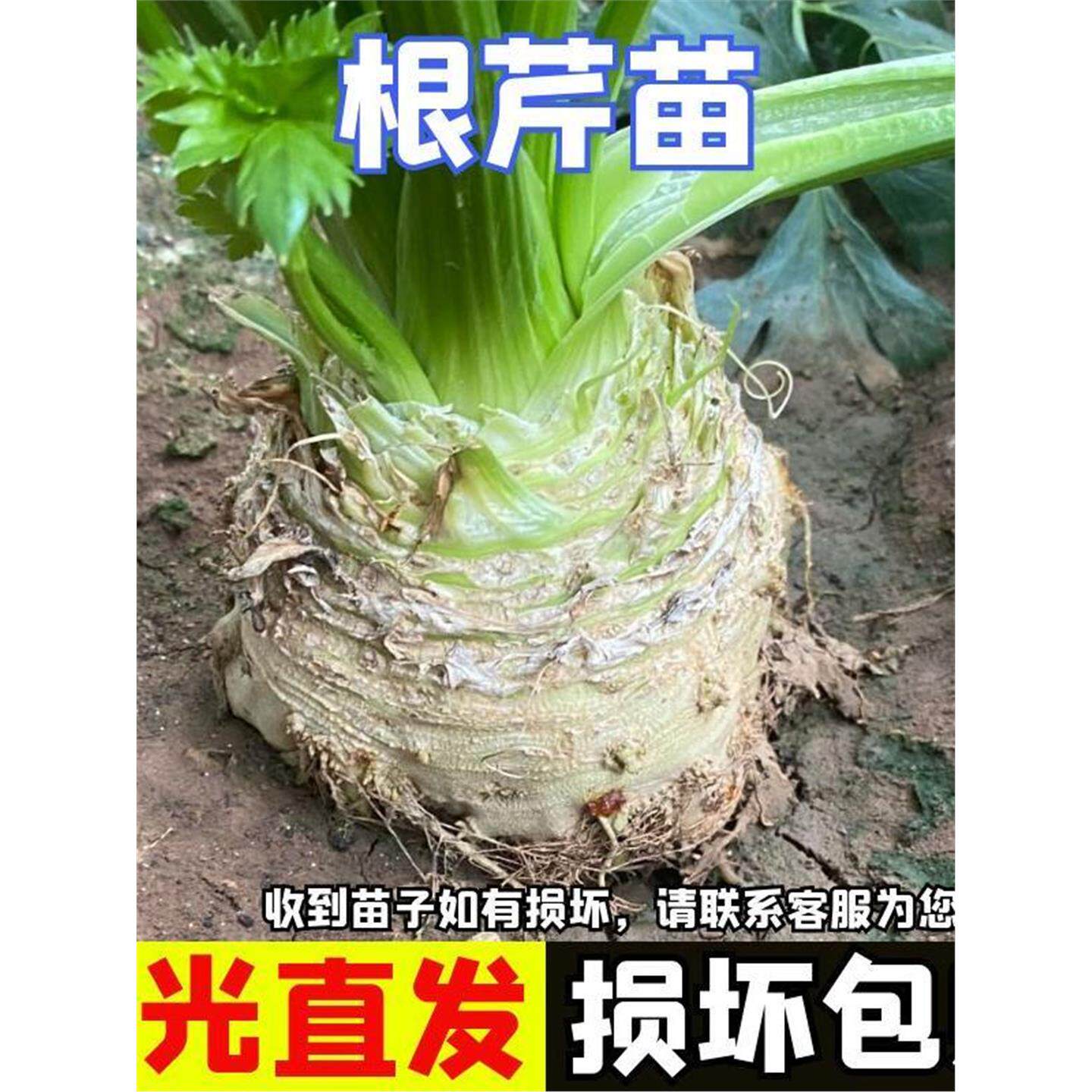 根芹苗子秧洋菜大疙瘩老桩