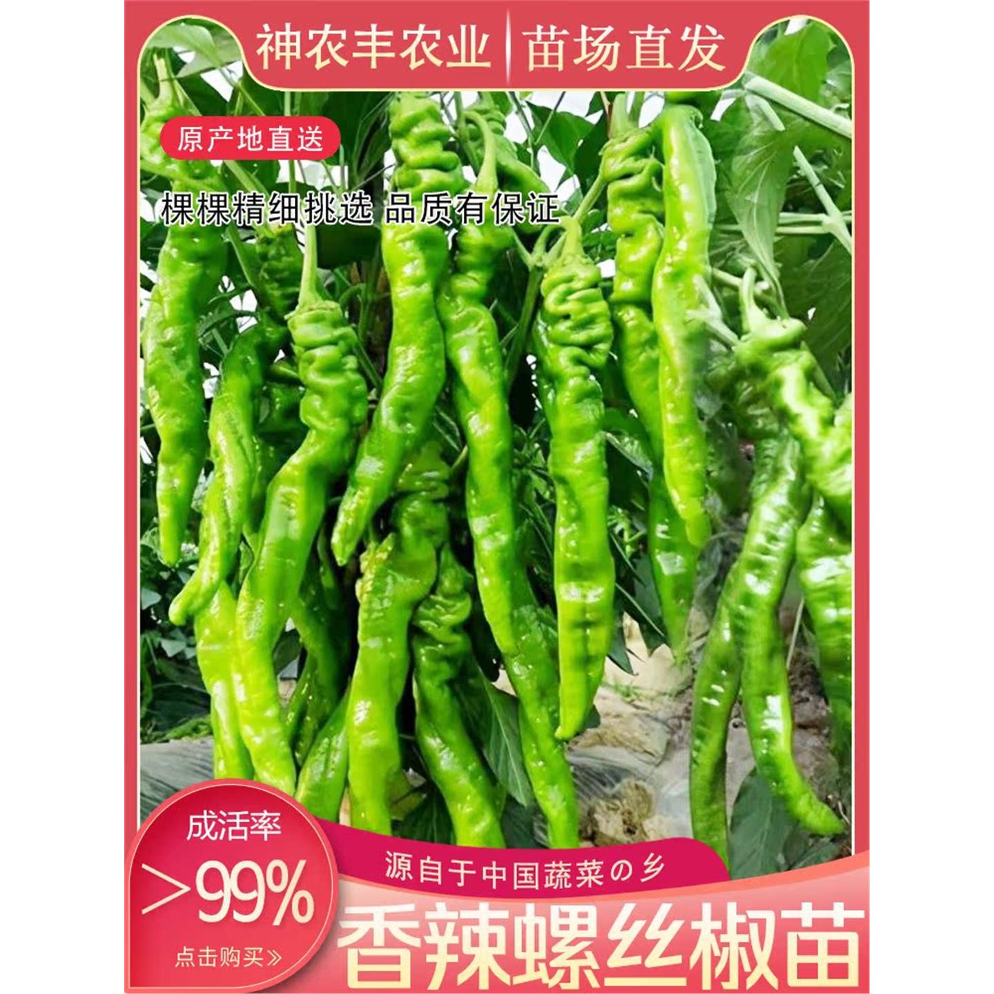 大果螺丝椒苗秧种子高产羊